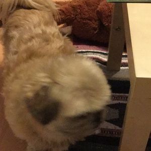 Meet your Posher, Janet